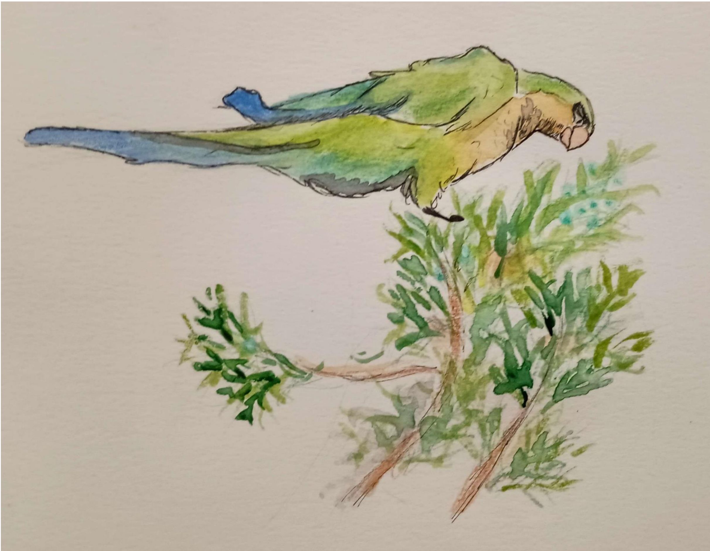 Green Parakeet eating Juniper-Watercolor and Pen